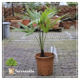 Fortuneipalmen-26cm-waaierpalm-winterhard