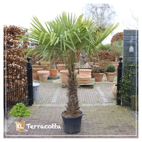 Fortunei palm-70cm stam-winterhard