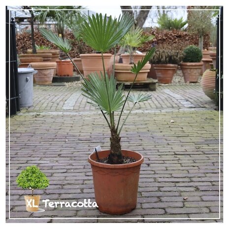 Wagnerianus-palmboom-26cm-winterhard